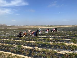 Çilek tarlaları yeni sezona hazırlanıyor