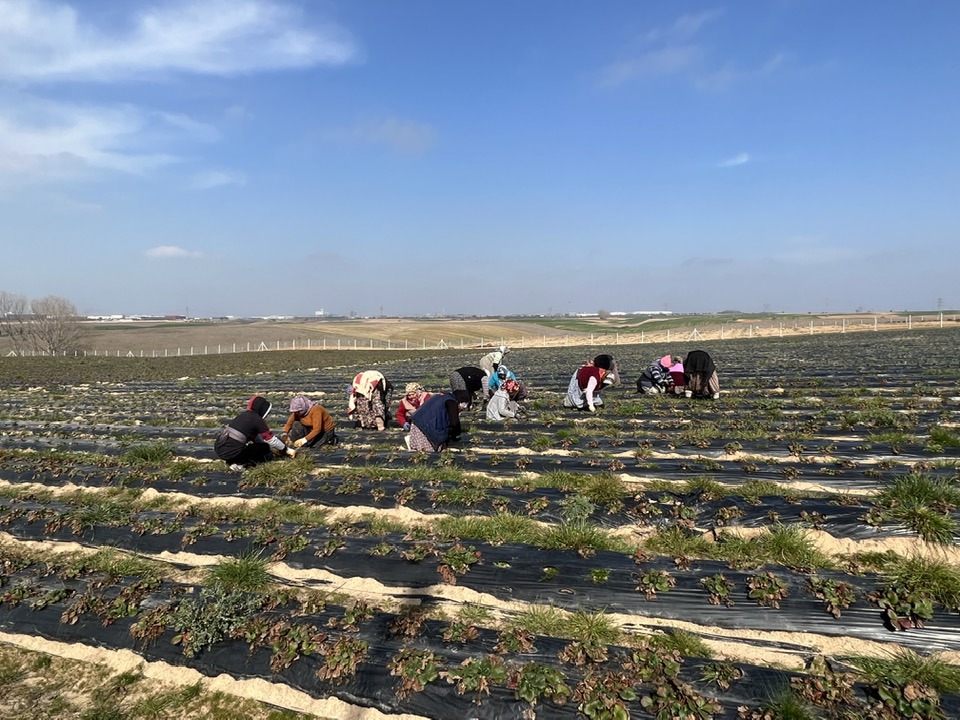 Çilek tarlaları yeni sezona hazırlanıyor