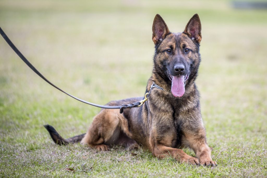 Bulgaristan’dan K-9 köpeği alınacak
