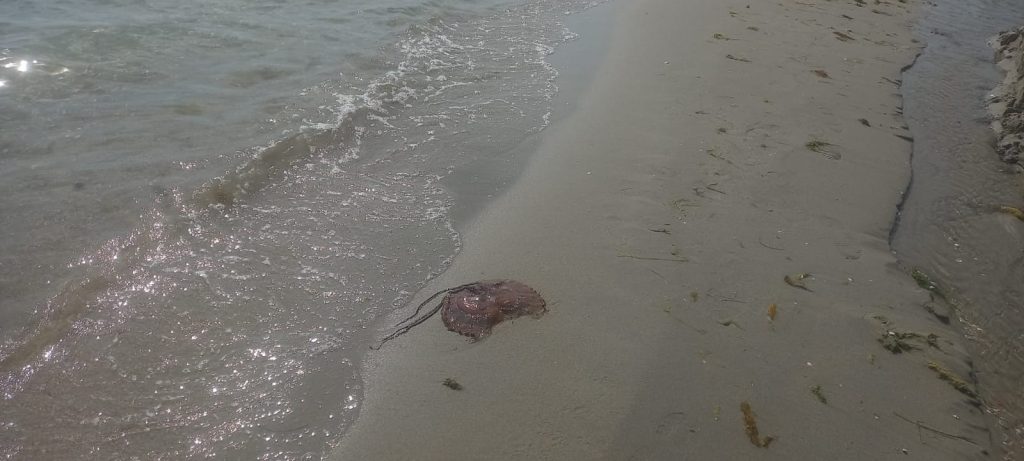 Tekirdağ’da zehirli denizanası görüldü