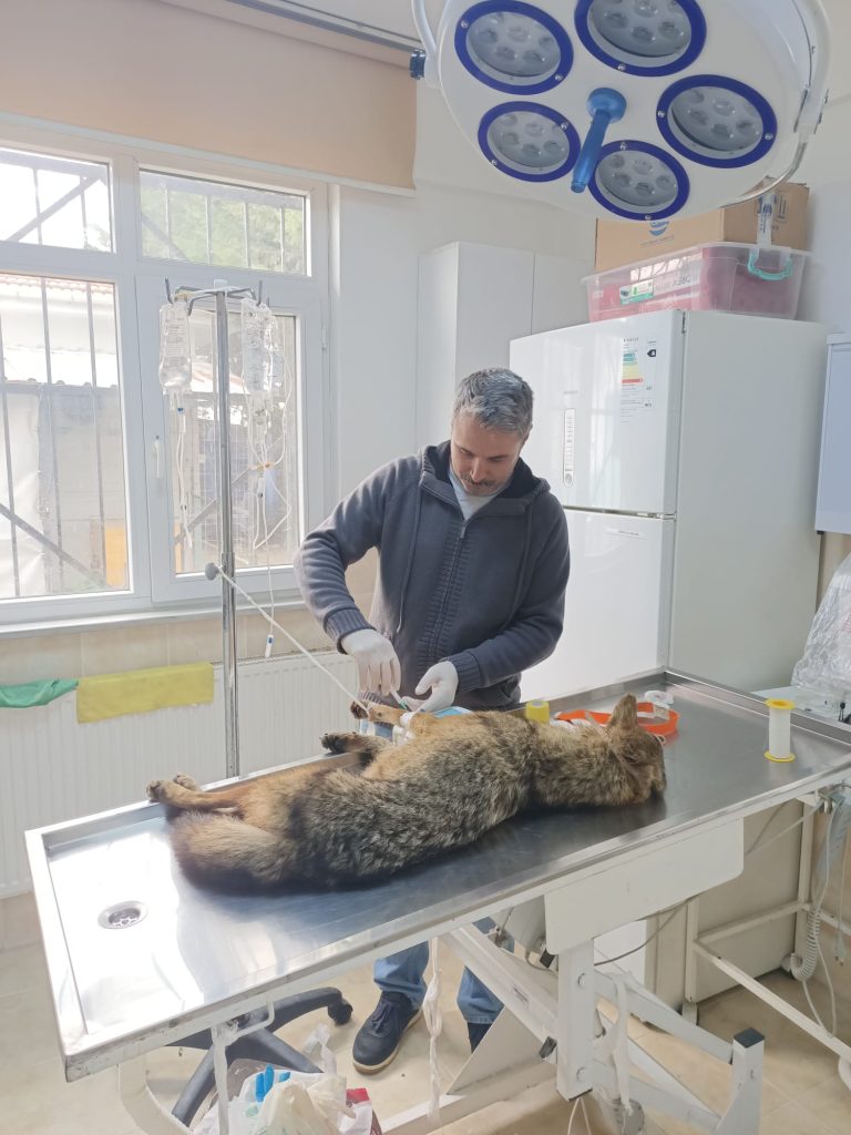 Hayrabolu’da çakal bulundu