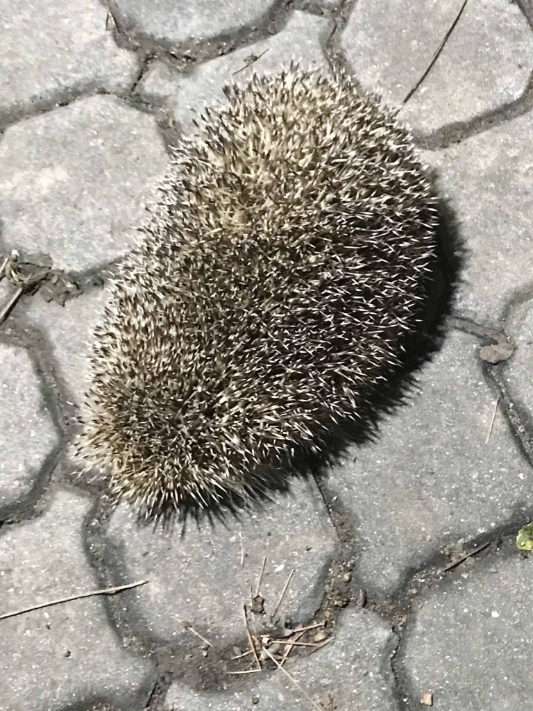 Kumbağ’ı kirpiler bastı