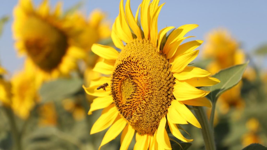 Ayçiçeği Fotoğraf Yarışması düzenlenecek