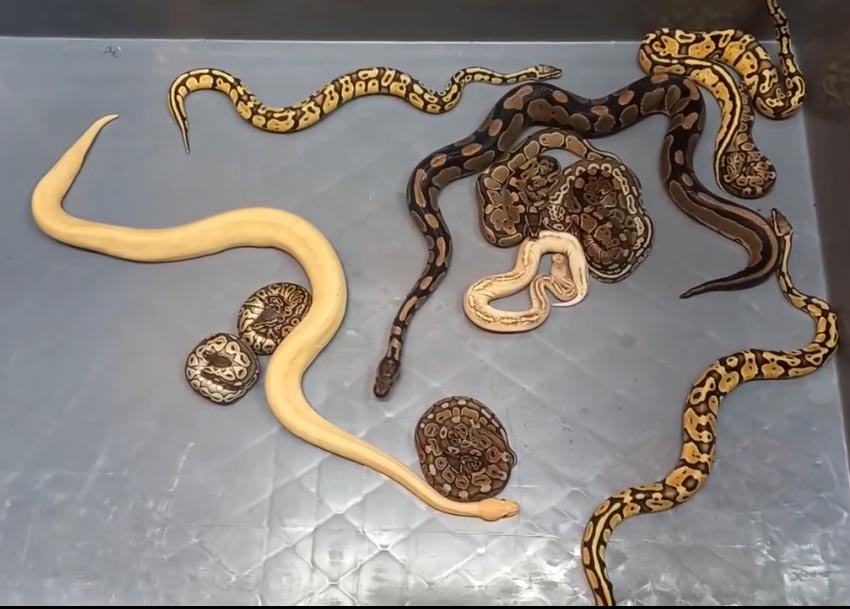 Kapıkule’de 28 piton yılanı ele geçirildi