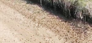 Tekirdağ’da çekirge istilası