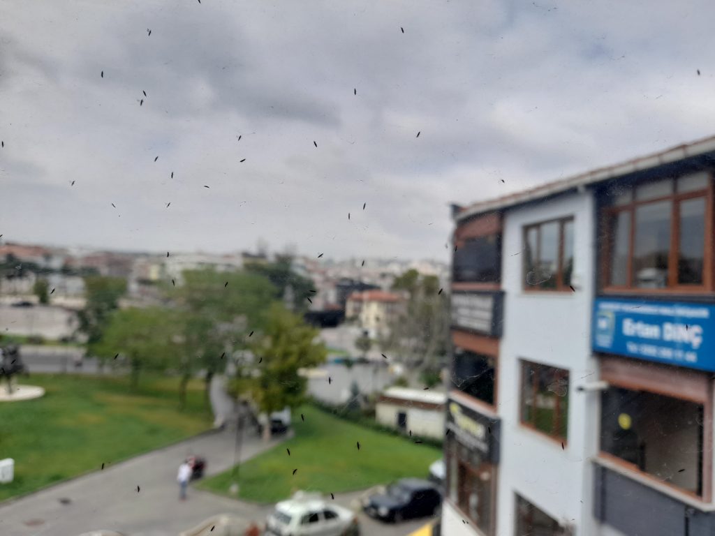 Tekirdağ’da kör sinek istilası
