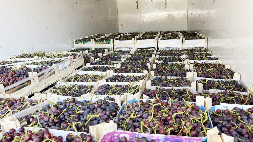 Şarköy üzümü market raflarında