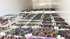 Şarköy üzümü market raflarında