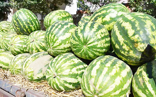 Ferhadanlı karpuzu şenlikle tanıtılacak