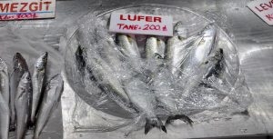 TEKİRDAĞ’DA LÜFER BOLLUĞU
