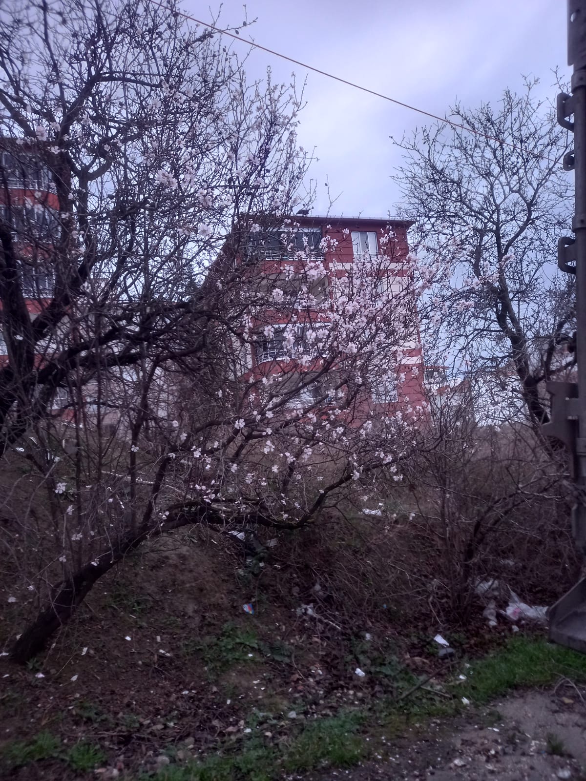  Şubat ayında badem ağaçları çiçek açtı