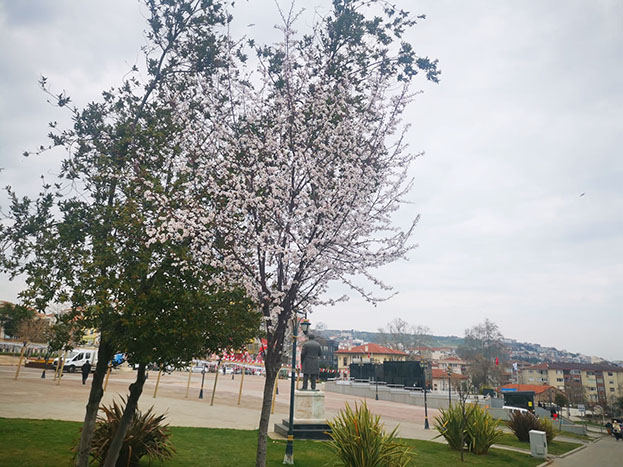 Badem ağaçları çiçek açtı