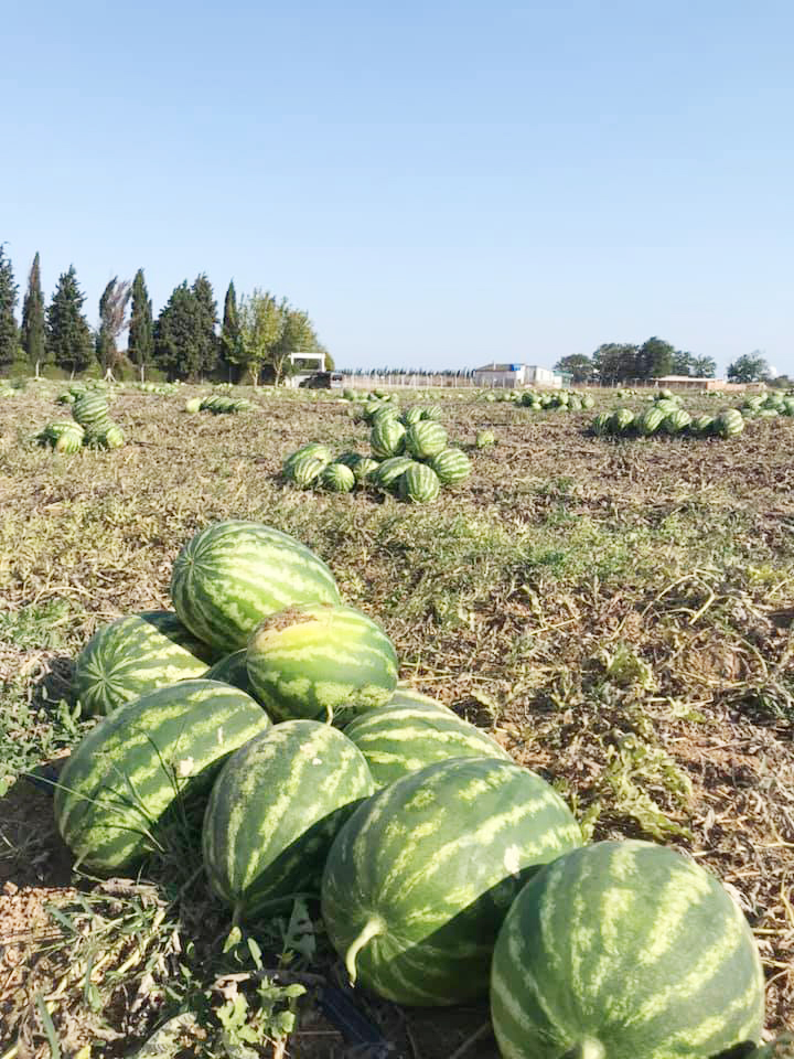 Karpuz ağası oldu