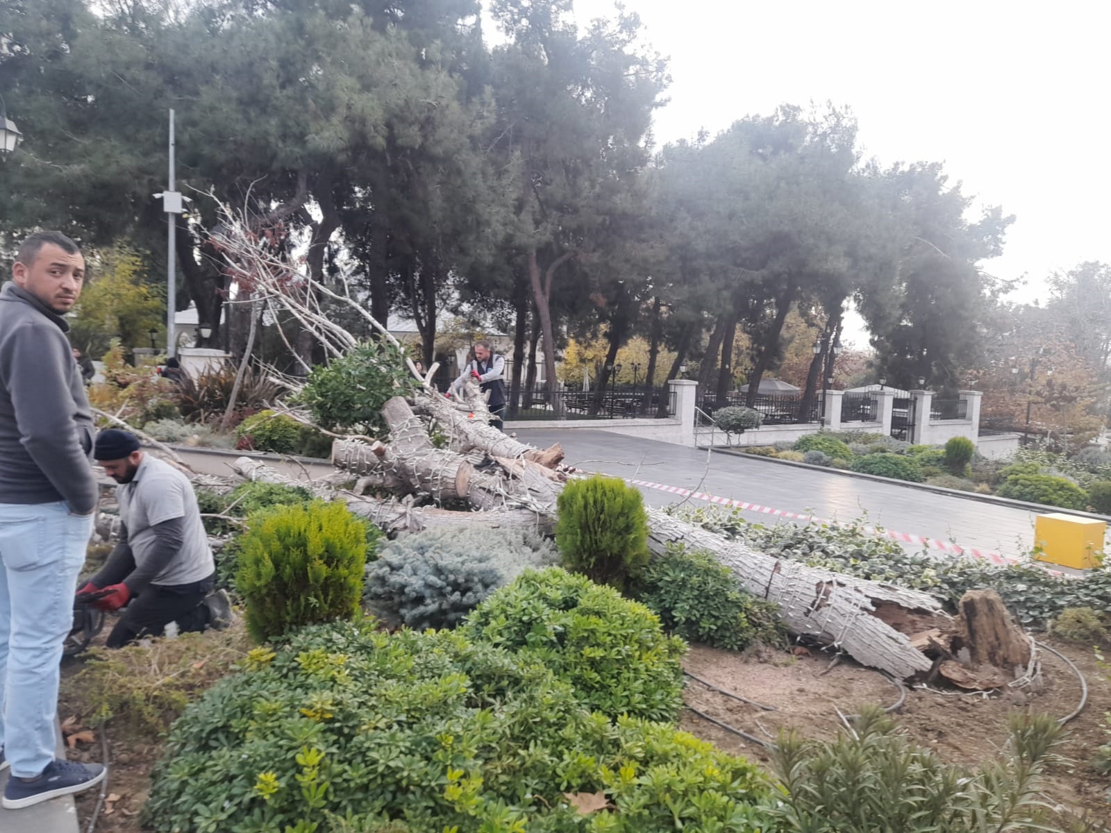 Rüzgâr ağacı devirdi