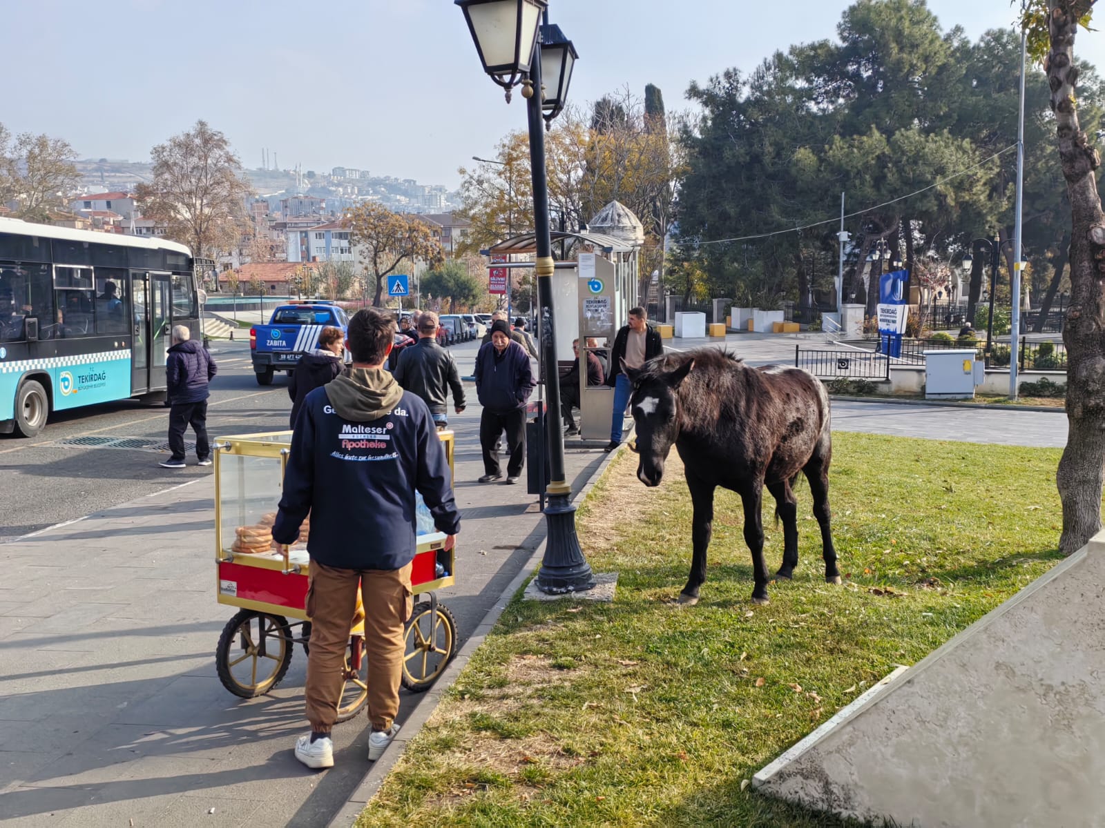 Başıboş atlar şehir merkezinde