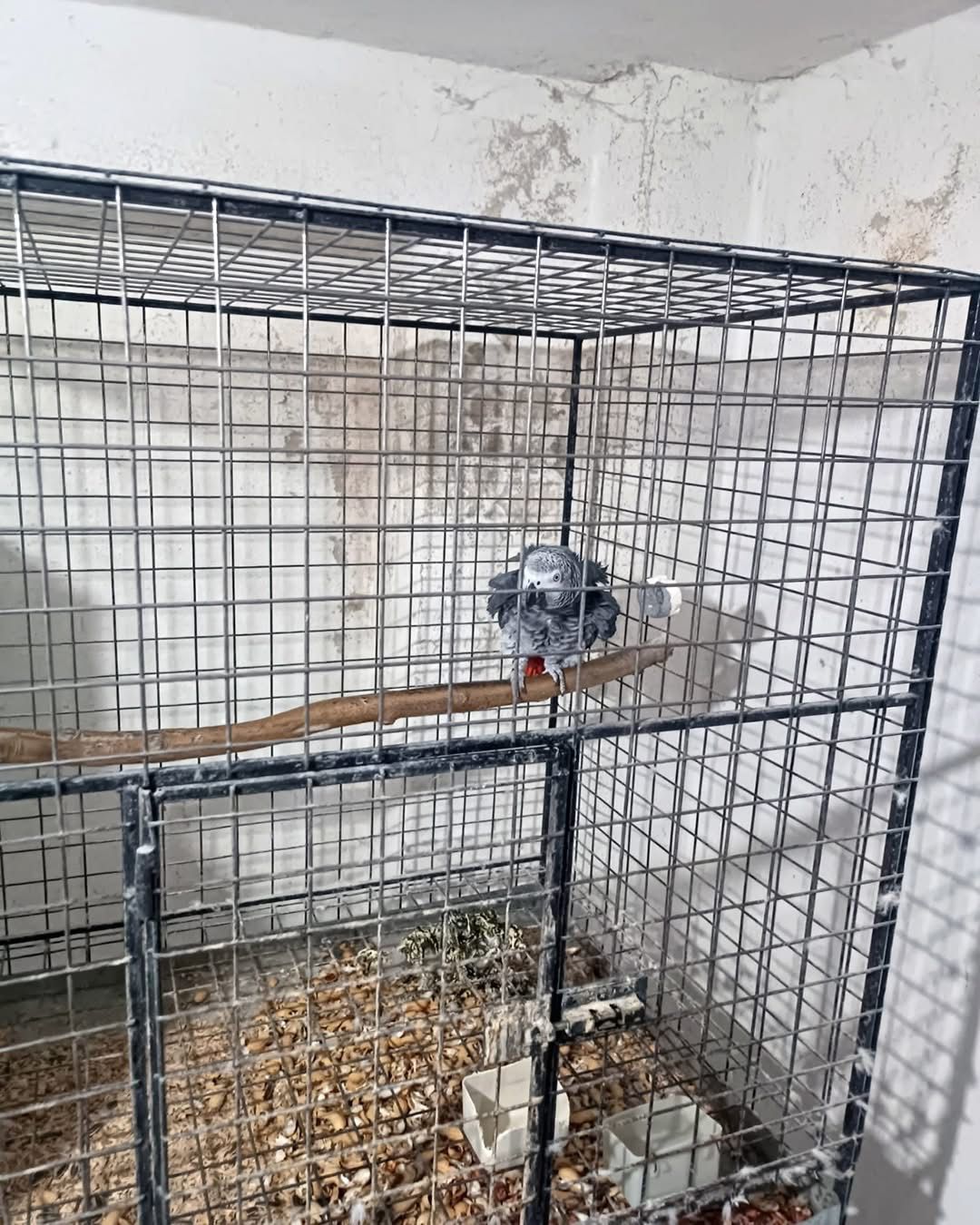 21 papağan ele geçirildi