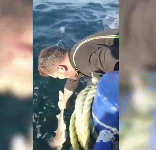 Camgöz köpek balığı denize bırakıldı