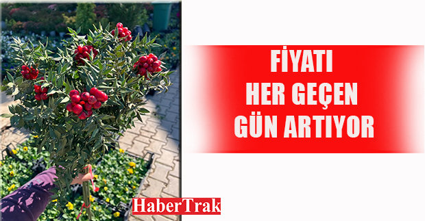 Fiyatı her geçen gün artıyor
