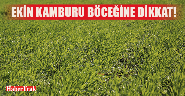 EKİN KAMBURU BÖCEĞİNE DİKKAT!