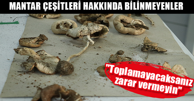 MANTAR ÇEŞİTLERİ HAKKINDA BİLİNMEYENLER