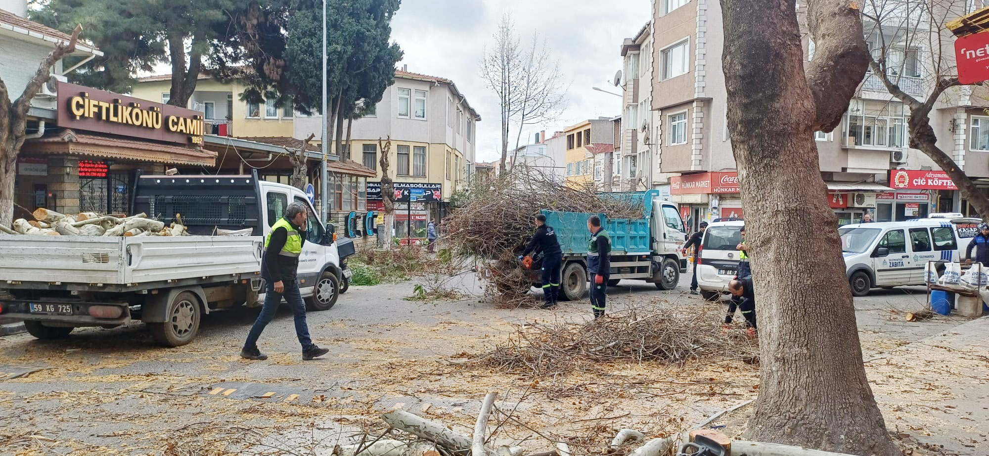 BELEDİYE AĞAÇLARI BUDADI