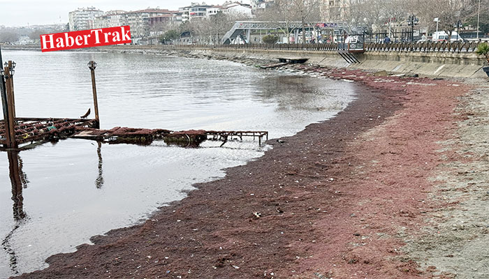 SAHİL KIRMIZI YOSUNLA KAPLANDI