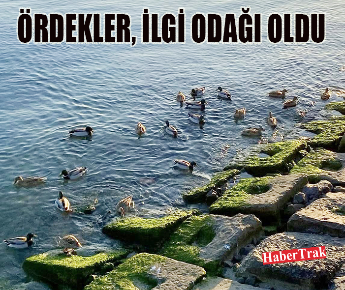 Ördekler, ilgi odağı oldu