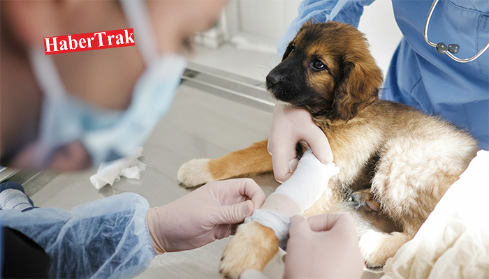 Veteriner İşleri Dairesi başkanlığı kuruluyor