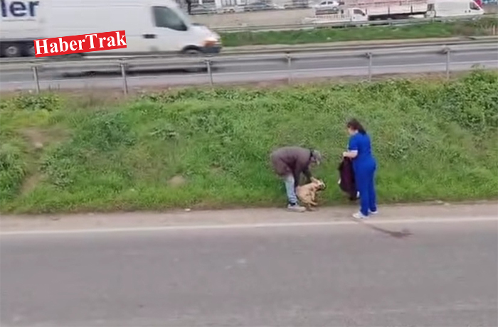 Araç köpeğe çarptı