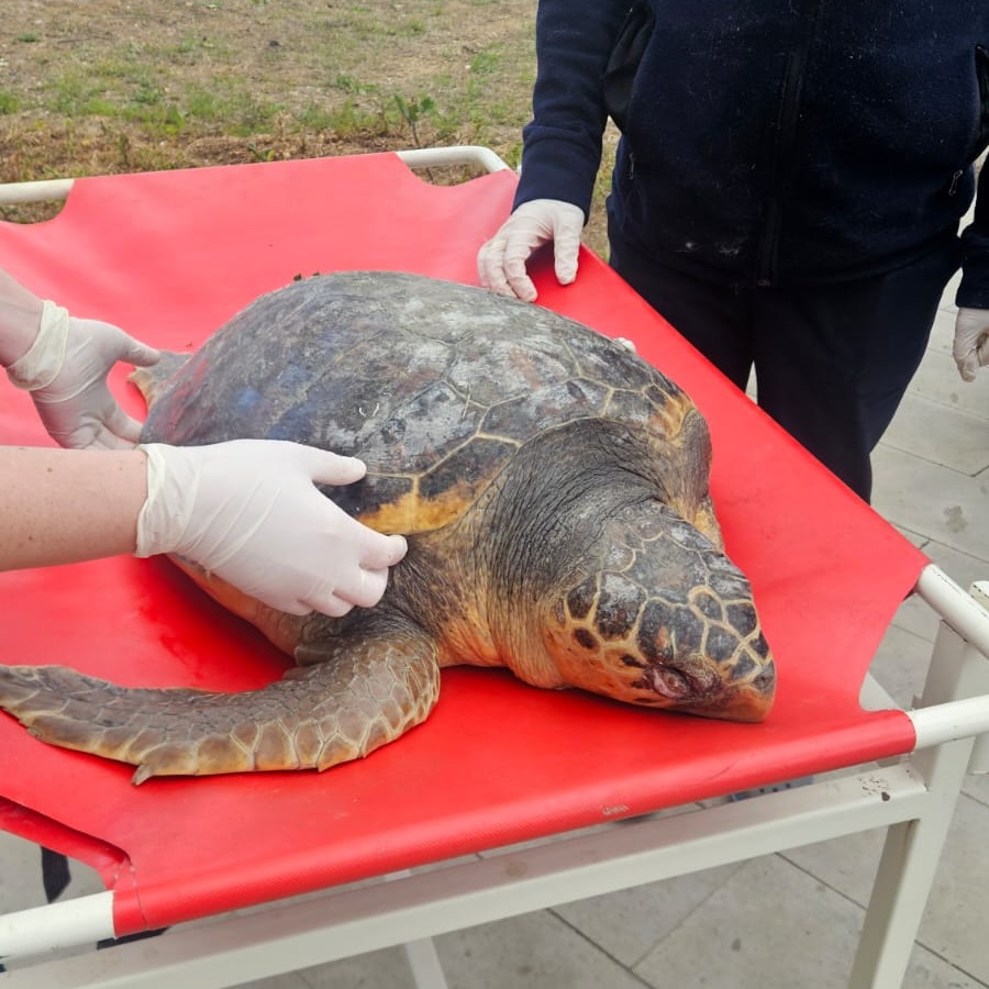 Caretta Caretta’nın ölüm nedeni belirlenecek