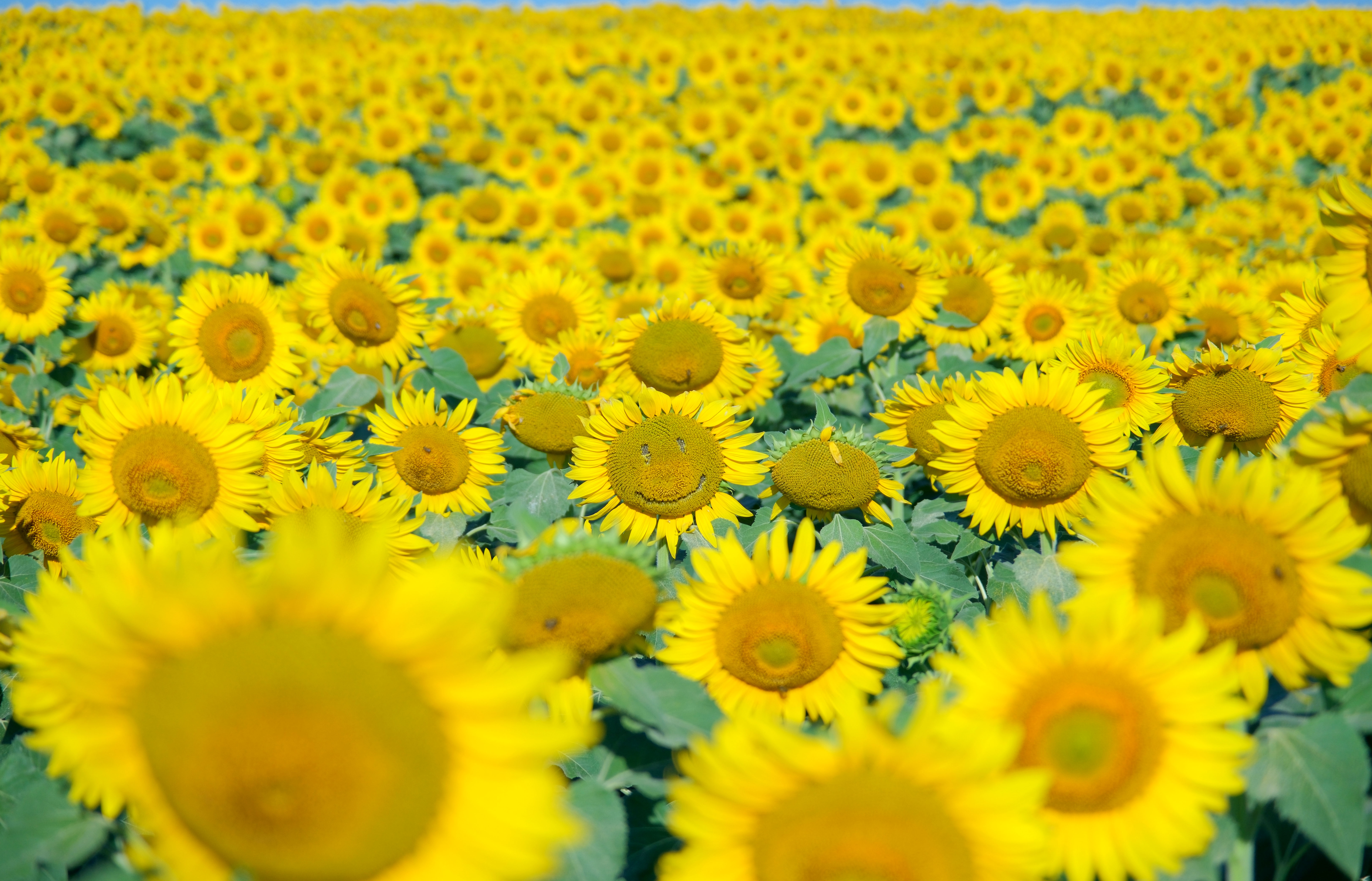 Ayçiçeği Fotoğraf Yarışması Başladı
