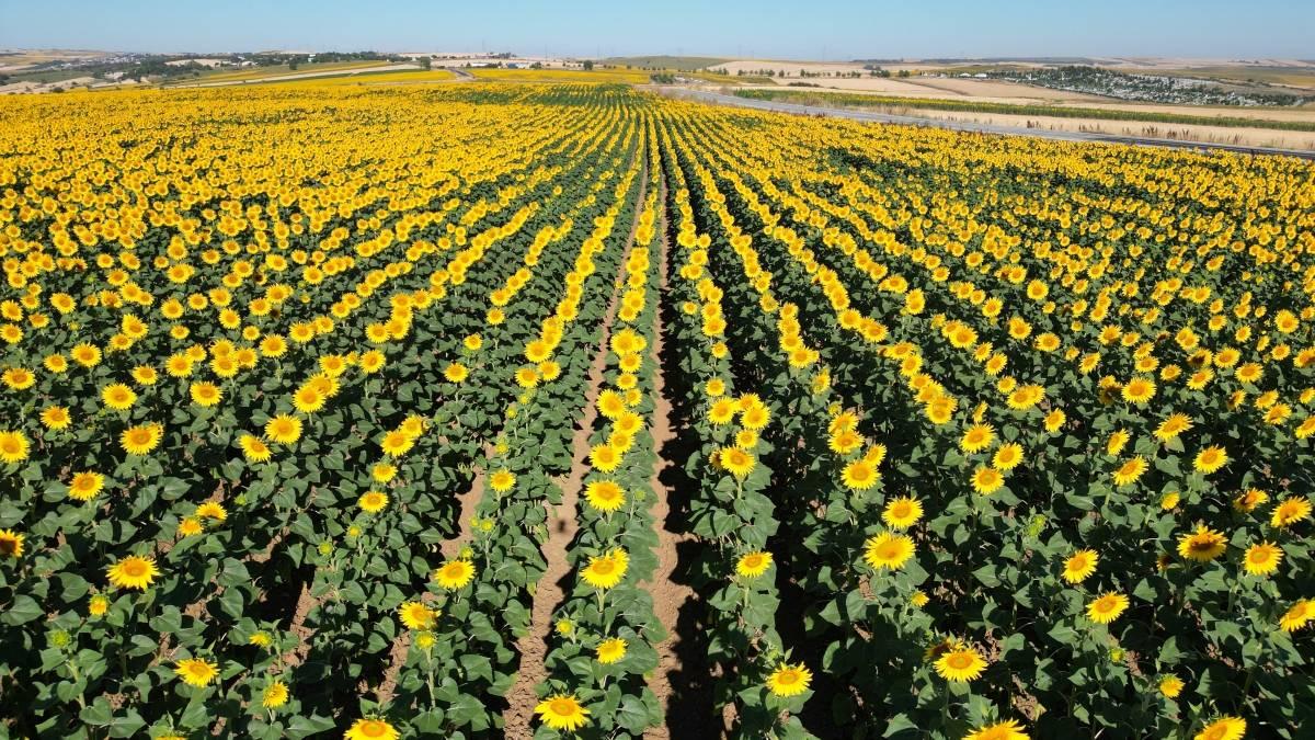Tekirdağ’ın Ekonomik İmparatorluğu