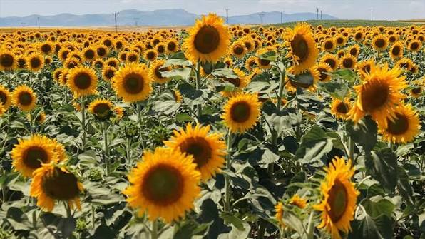 Ayçiçeği Ön Alım Fiyatını Açıklandı